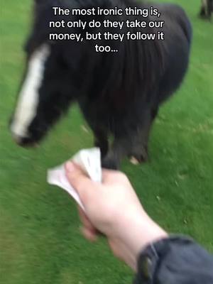 A post by @kieransmithequestrian on TikTok caption: The day the horses got out on the golf course and the only thing I had to get them back was a £10 note…  #Horse #Horses #Ponies #Pony #Equestrian #Equestrians #Relatable 