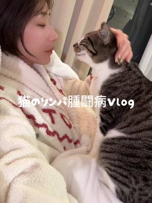 A post by @aohoshi_ on TikTok caption: おはぎの闘病記🐱 最近のことまとめてみました🌸 猫白血病の発症→リンパ腫になり 闘病を頑張っています。 進行速度のとても速いリンパ腫らしく、2-3センチ大のリンパ腫が5つほどあるそうです。 おはぎは現在4歳半の男の子🐱 なつっこくて賢くて可愛い可愛い大切な家族です。 一月末に余命１ヶ月、持っても３ヶ月。と診断され、 まずは苦しさの軽減のためにも （リンパ腫が気道とか内臓を圧迫してる） 抗がん剤治療をスタート。 1回目は酵素系の導入用のもの。 これは特に効果なし。 2回目を予定より早めに投与。 これはしっかり目のお薬で どうやら効果があったみたい😭 ご飯食べてくれる量増えたし なにより元気そうに過ごせてます✨ 副作用も特に感じられず、 ひと安心です😖💕 先日3回目の抗がん剤も投与したので またまとめます。 とにかく おはぎが快適にすごせるようにしたい🥺🌸 しらす🐶も 気を遣ってくれてて本当に優しい子😭 寂しい思いをさせないように気をつけてるつもりだけど、気を遣わせてしまってる😭 半年間抗がん剤治療して、 寛解して少し治療をお休みできた事例もあるらしい。 おはぎにもそんな奇跡を起こせるように、母は全力で頑張ります🔥 #猫リンパ腫 #猫白血病 #リンパ腫 #闘病中 #猫の闘病 #保護猫 #保護猫のいる暮らし #抗がん剤治療 