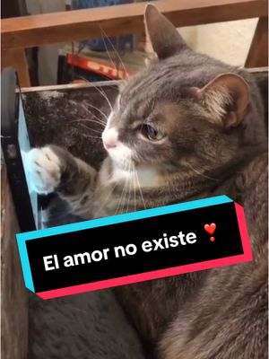 A post by @somosfamiliapeluda on TikTok caption: El amor no existe ❣️         #gato #gatos #perro #perros #comedia #diadelamorylaamistad #❤️ 