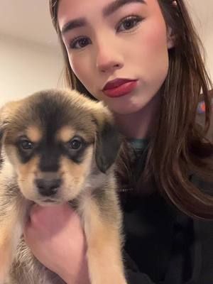 A post by @user687393792 on TikTok caption: #missingthefosterpups 