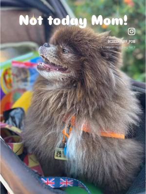 A post by @cocoapuff_pom on TikTok caption: Not looking 👀, nope. 🤣 #funnypomeranian #cutedog #teamwink 