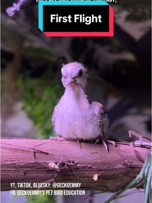 A post by @geckoemmy on TikTok caption: The best and worst part of being a parent is watching your little squab take flight - and hoping they don't crash too hard #petbirds #aviarybirds #diamonddoves 