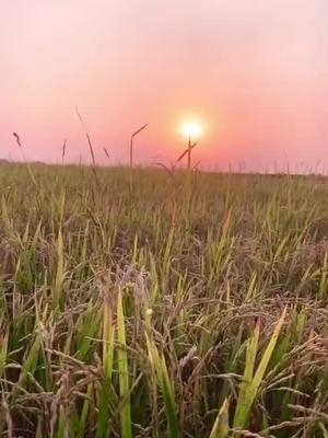 A post by @destiny198838 on TikTok caption: #Mr🍁☘️ #ទេសភាពស្រុកស្រែ🌄🏜️🌱🌼🌾🐟 #ទេសភាពស្រុកស្រែ #ទេសភាពស្អាតណាស់ #ទេសភាពស្អាតៗ #វាលស្រែក្បែរផ្ទះ🌾🌱🌿 #ស្រុកស្រែ #viral #viralvideo #fy #fyp #duet 