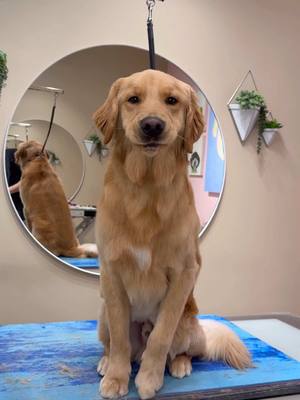 A post by @dogsbylogan on TikTok caption: Who doesn’t love goldens #dogs #doggrooming #dogsbylogan #goldenretriever 