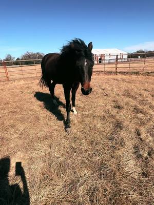 A post by @hensleerodeo102 on TikTok caption: Rou, the best horse, he’s been my best friend since 4th grade. He’s taught me so much and means everything💙 