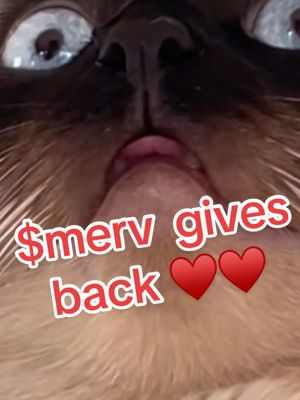 A post by @mervthecat on TikTok caption: When I first learned that our friends created $Merv Coin, I made sure they understood the importance of Merv standing out from other Crypto and to use it for something good. They agreed. I originally wanted them to donate towards the Pasadena Humane Society. Now with so many pets in need after the #LAfires, We feel this is the most impactful way to contribute. Follow @Merv The Cat Coin for updates and check the link in the bio if you're interested in purchasing. Every coin purchase helps raise funds for donation, and 95% of profits from each artwork sold go directly to the donation wallet. You can track these donations on-chain to see exactly where they are sent! #mervthecatcoin #bagagwa #crypto 