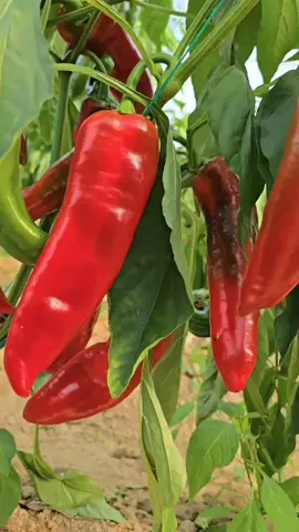 A post by @merve07buyuk_52 on TikTok