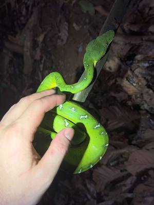 A post by @fishingarrett on TikTok caption: Exploring the remote, Peruvian jungle! #tiktok#wildlife#nature#viralvideo#animals#yoink#ant#Jungle#Peru#rainforest#rain#boa#snake#bug#butterfly#professional#conservation#ecosystem#fyp#foryoupage#jokes#cute#beautiful#Amazon