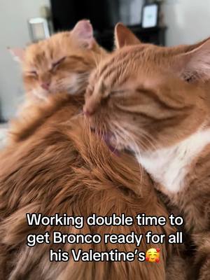 A post by @freedomfarmhouse on TikTok caption: Sometimes, it’s a team effort🧡 I’m not sure which kitty will have the most feline admirers this year, Bronco, Maci or newest addition, Sweetie🥰 #catlife #catlover