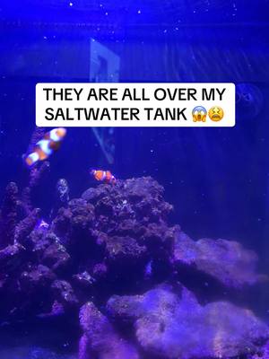 A post by @niickjackson on TikTok caption: GIVE ME NAME IDEAS FOR MY FISH! #news #niickjackson #greenscreen #saltwater #fish #tank 