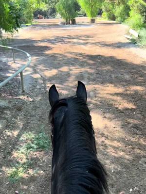 A post by @chloereifert on TikTok caption: Old horsie vlog, crazy pants #dayinmylife #horse #Vlog #fyp #foryou