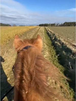 A post by @spickiee on TikTok caption: Dieses feeling wenn er durchzieht einfach kick down😁🏎️🏎️🏎️🔥🔥🔥 #equestrian #speed #galopp #ausrwiten #spickiee #fy 