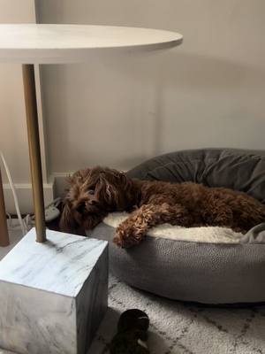 A post by @pethome8 on TikTok caption: Today drained me 🫠🫠 #cavapoo #cavapoopuppy #puppy 