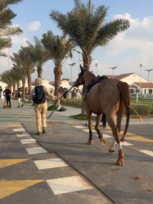 A post by @joe_stockdale on TikTok caption: Not your everyday traffic 😂🦒 #joestockdale #Jumping #showjumping #teamstockdale #Equestrian #horses #abudhabi #funny  