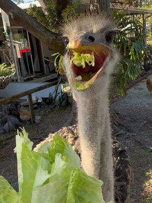 A post by @fishingarrett on TikTok caption: Bonzo the ostrich has a new home! #ostrich#farm#tiktok#wildlife#nature#viralvideo#animals#yoink#fyp#foryoupage#bird#animalcare#pet#petcare#cute#farmlife#cutedog 