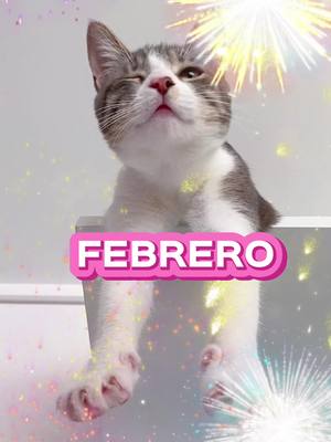 A post by @sakurakittens on TikTok caption: Feliz cumpleaños a los que cumplen en febrero 🥳💕