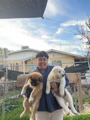 A post by @benjychavez15 on TikTok caption: They’re so cute 😭 #hispanic #puppies #newfamily 