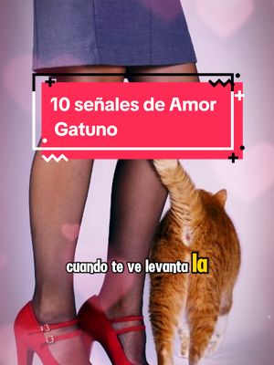 A post by @tommyelgatomono on TikTok caption: y tu gato como te demuestra su afecto ? cuéntame  🥰 #michis #cat #gatos #michis 