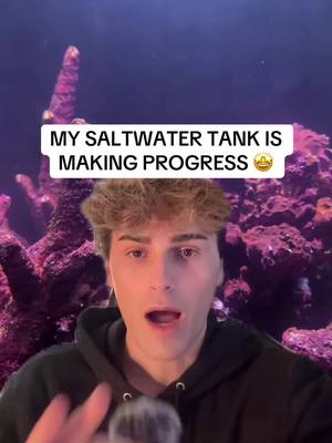 A post by @niickjackson on TikTok caption: I LOVE THIS TANK SO MUCH #news #niickjackson #greenscreen #saltwater #redsea #tank #greenscreenvideo 