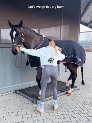 A post by @annchenaugustine on TikTok caption: He was under anesthesia thats why he’s “so comfortable” 🥲😄 #fy #foryou #equestrian 