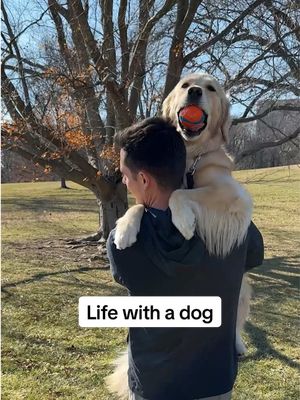 A post by @elliegoldenlife on TikTok caption: Life with a dog... who can relate?