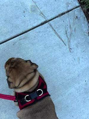 A post by @geb_carla1 on TikTok caption: Walk with Pickles now Buttercup #englishbulldog #love #fyp #dogsoftiktok #puppy #cute #pup #tiktokpets