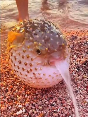 A post by @tristan_maloney on TikTok caption: Welcome 👁️👄👁️ #fyp #fish #funnyanimals 