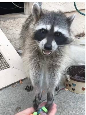 A post by @tristan_maloney on TikTok caption: Debbie 😎🦝 @zephaniemonroe #fyp #raccoon #funnyanimals 