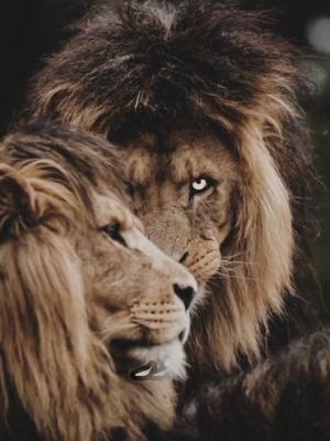 A post by @sher_yusuf_4d on TikTok caption: #sher_yusuf_4d🦁 