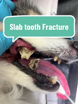 A post by @dr.b_veterinarian on TikTok caption: Examples of slab tooth fractures in dogs. #tooth #dog #LearnOnTikTok #fyp #Love 