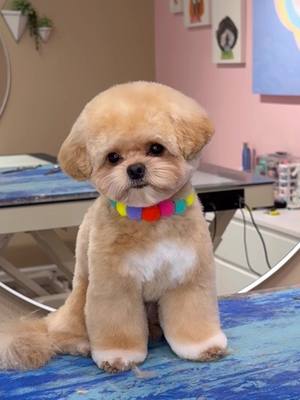 A post by @dogsbylogan on TikTok caption: It’s seriously a problem how cute he is #dogs #doggrooming #dogsbylogan #cutedog 