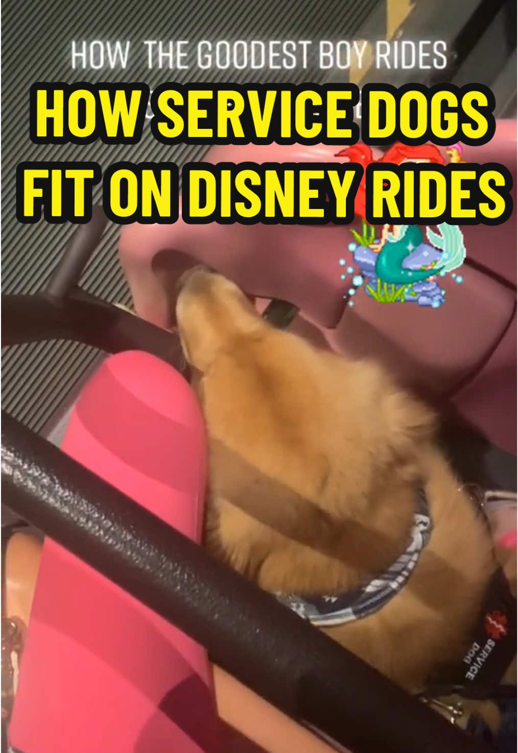 A post by @leviatyourservice on TikTok caption: He loves the Ariel and Winnie the Pooh rides most! #disneydog#servicedog#goldenretriever#ariel#wdw#disneyworld#bestboy#magickingdom 