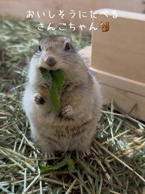 A post by @aquarium_art_design on TikTok caption: ご飯を食べ終わったらこっちに寄ってきたよ☺️🐿️みんなの好きな動物はなにかな？🫣 #リチャードソンジリス #ふわもこ #かわいい #リスをリスペクト 