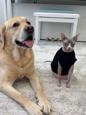 A post by @deni_mani on TikTok caption: Три мушкетера😁 #labr_deni