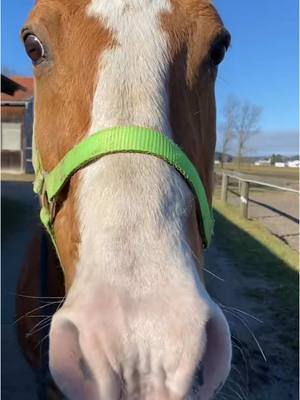 A post by @spickiee on TikTok caption: Mein kleiner Herzensbrecher😍💖 #equestrian #Love #bestbuddy