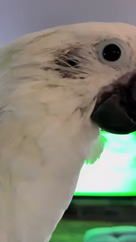 A post by @my_flying_fids on TikTok caption: Ear hole discussions #myflyingfids #casperthetoo #parrotsoftiktok #rescue 