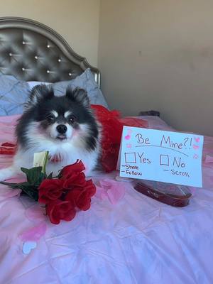 A post by @scout2015 on TikTok caption: What did you say?!🥹I dated my dog for Valentine’s Day YT video - scout2015 ❤️ #ValentinesDay #puppy #pomeranian #comedy 