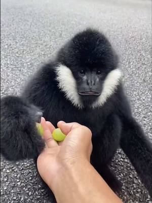 A post by @tristan_maloney on TikTok caption: New Meeting Spot 🍇🐒 #foryou #funnyanimals #animals #voiceover 