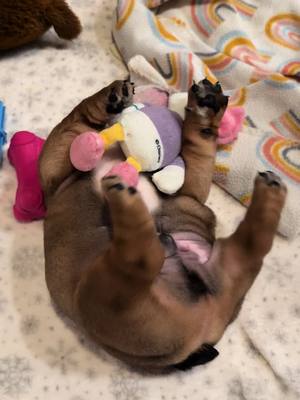 A post by @geb_carla1 on TikTok caption: Throwback #englishbulldog #love #fyp #dogsoftiktok #pups #puppy 