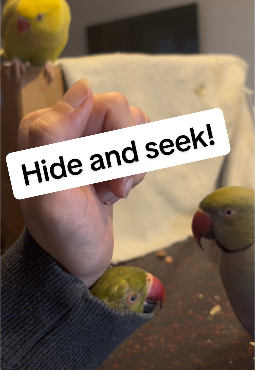 A post by @beakerbeak on TikTok caption: Playing hide and seek with mom and dad! 👀 #birdsoftiktok #parrotsoftiktok #talkingbird #talkingparrot #cuteanimals #funnyanimals #babyanimals #baby #family #couple #couplegoals #hideandseek 