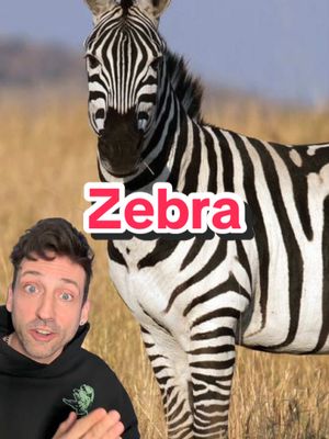 A post by @oddanny on TikTok caption: The Horse that went to prison #zebra 