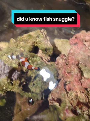 A post by @stephalotlaxolotl on TikTok caption: even clown fish snuggle 🥰 #tiktok #foryoupage #fyp #viralvideo #clownfish #fish #fishtok 