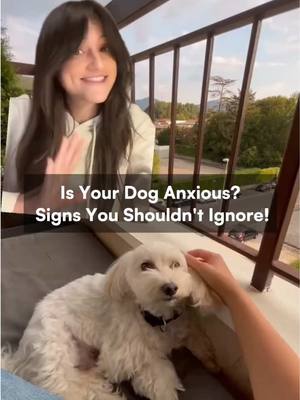 A post by @pethome8 on TikTok caption: How to tell if your dog is anxious and what can you do? #doghealth #doghealthcare #vettips #anxiety 