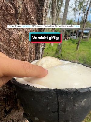 A post by @how2shirli on TikTok caption: ACHTUNG GIFTIG ⚠️ nicht anfassen ☠️ 