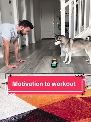 A post by @sapphie_the_pomsky on TikTok caption: How I get my dog to motivate me to work out 🤣 #smartdog #dogs #dogsoftiktok #funnydog #workout #motivation #funny #fyp 