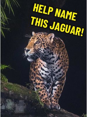 A post by @coyotepetersonofficial on TikTok caption: HELP NAME THIS JAGUAR! This beautiful big cat needs a name and our friends at @Tico’s Wild Studio are giving you the rare opportunity to choose! Drop your name suggestions in the comments and follow Tico’s Wild Studio to see the winning name that is chosen and all of their other amazing conservation efforts 🐅