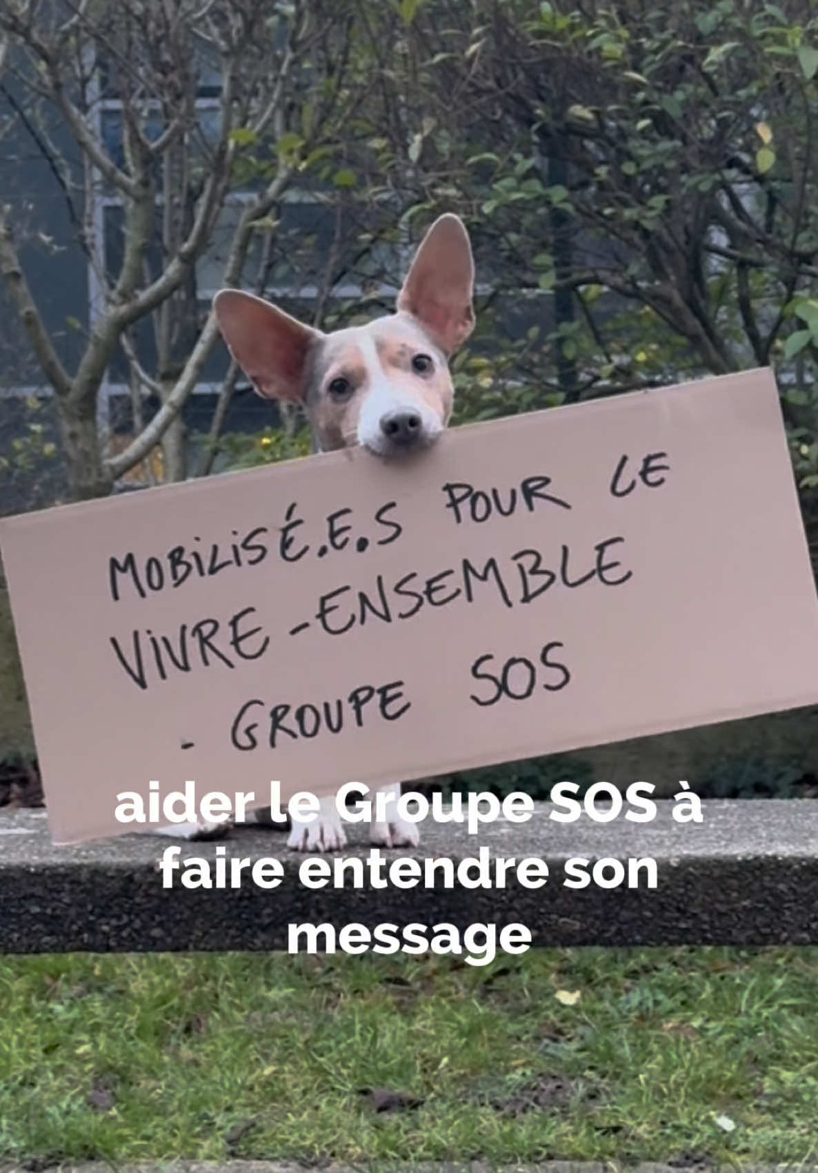 A post by @ileauu on TikTok caption: Monday veut aider le @Groupe SOS dans leur campagne sur le vivre ensemble. Inspirons-nous des animaux, tendons la patte et brisons les préjugés 💙#VivreEnsembleChallenge lien vers la campagne en commentaire  collaboration commerciale 