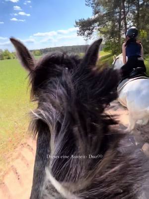 A post by @ah.fotografie on TikTok caption: Markiert euere liebste Ausreitfreundin😎 @Saida #horse #equestrian #connemarapony #HorseRiding #connemara #fyp #foryou 