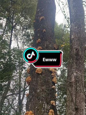 A post by @caliboy17_17 on TikTok caption: Don’t worry, this is satire #treefungus #satire #tree