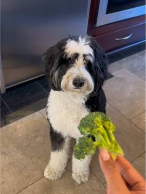 A post by @pethome8 on TikTok caption: Took a nap or took a broccoli 😁 #berniedoodle #dogsoftiktok 